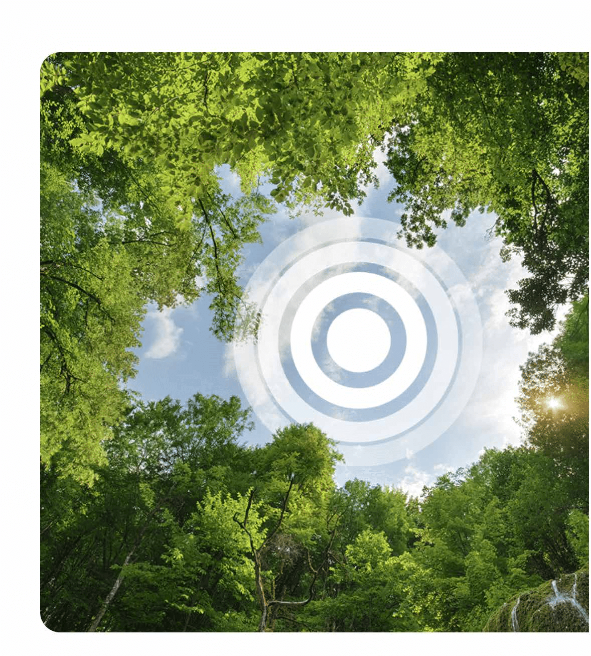 Bos vanuit kikkerperspectief, symbool voor duurzaamheid bij ATIR
